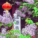 法源寺 - 北京市旅游 缩略图 3