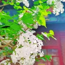 法源寺 - 北京市旅游 缩略图 4