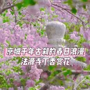 法源寺 - 北京市旅游 缩略图 1