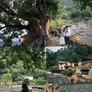 松阳杨家堂乡宿 - 丽水市旅游 缩略图 1