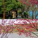 杭州西湖风景名胜区 - 杭州市旅游 缩略图 2