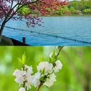 杭州西湖风景名胜区 - 杭州市旅游 缩略图 7