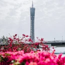 广州塔 - 广州市旅游 缩略图 2