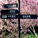 闸北公园 - 上海市旅游 缩略图 3