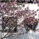 闸北公园 - 上海市旅游 缩略图 6