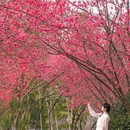 上海城隍庙 - 上海市旅游 缩略图 4