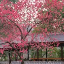 上海城隍庙 - 上海市旅游 缩略图 2