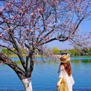 尚湖风景区-江南牡丹馆 - 苏州市旅游 缩略图 4