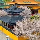 江浙沪川湘融合 - 上海市旅游 缩略图 4