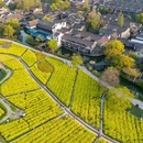 乌镇古镇旅游区 - 嘉兴市旅游 缩略图 5