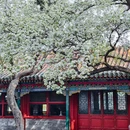 北海公园 - 北京市旅游 缩略图 2