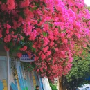 港湾住宅小区 - 深圳市旅游 缩略图 2