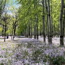 京城森林公园-西区 - 北京旅游 缩略图 1