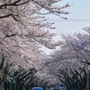 济州岛(辽阳路) - 抚顺市旅游 缩略图 5