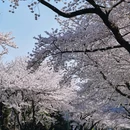 济州岛(辽阳路) - 抚顺市旅游 缩略图 8