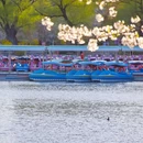 玉渊潭公园 - 北京市旅游 缩略图 4