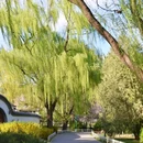 玉渊潭公园 - 北京市旅游 缩略图 2