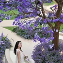 深圳湾公园 - 深圳市旅游 缩略图 7
