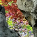 狮子林景区 - 苏州旅游 缩略图 1