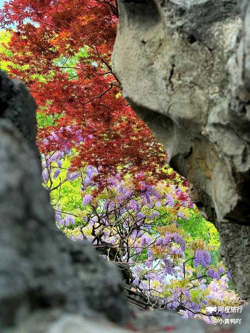 狮子林景区 - 苏州旅游