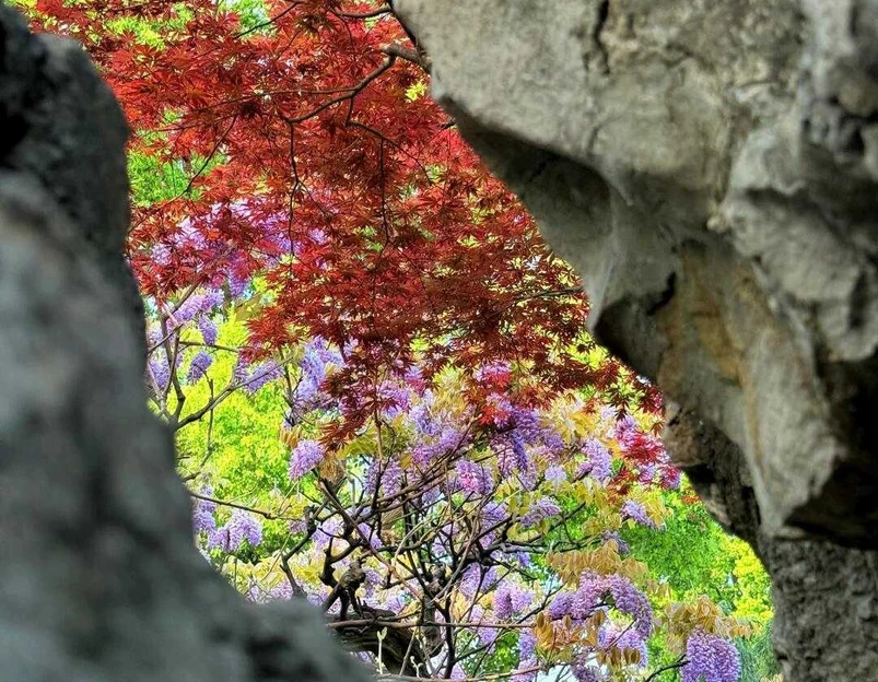 狮子林景区 - 苏州旅游 1