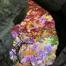狮子林景区 - 苏州旅游 缩略图 2