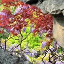 狮子林景区 - 苏州旅游 缩略图 6