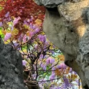 狮子林景区 - 苏州旅游 缩略图 8