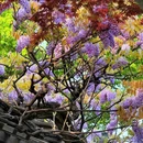 狮子林景区 - 苏州旅游 缩略图 7