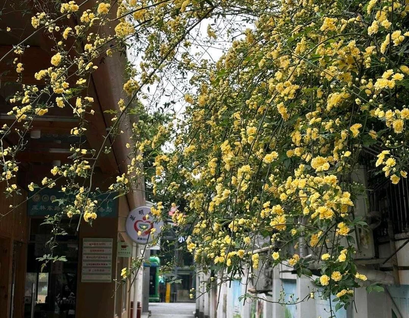 一介·巷子里 - 成都市旅游 1