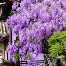 网师园 - 苏州市旅游 缩略图 3