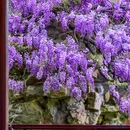 网师园 - 苏州市旅游 缩略图 6
