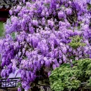 网师园 - 苏州市旅游 缩略图 7