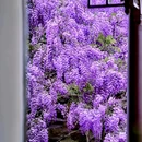 网师园 - 苏州市旅游 缩略图 8