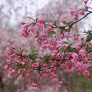 莫愁湖公园 - 南京市旅游 缩略图 5