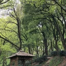 虎丘山风景名胜区 - 苏州市旅游 缩略图 7