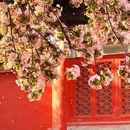 故宫博物院-文华殿 - 北京市旅游 缩略图 4