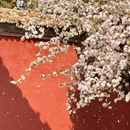故宫博物院-文华殿 - 北京市旅游 缩略图 2