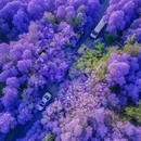 昆明植物园 - 昆明市旅游 缩略图 1