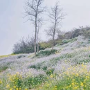 凤凰花海景区 - 重庆市旅游 缩略图 5