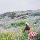 凤凰花海景区 - 重庆市旅游 缩略图 1