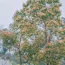 凤凰花海景区 - 重庆市旅游 缩略图 7