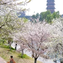 隋唐大运河国家文化公园 - 洛阳旅游 缩略图 6