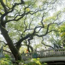 中山公园 - 佛山市旅游 缩略图 7