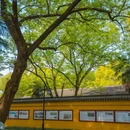 西园寺-西门 - 苏州市旅游 缩略图 8