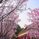 南粤苑 - 广州市旅游 缩略图 2