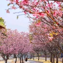 南粤苑 - 广州市旅游 缩略图 6
