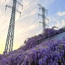 都市花卉园艺中心 - 南昌市旅游 缩略图 8