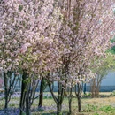 圆明园遗址公园 - 北京市旅游 缩略图 7