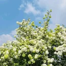 海蒂和噜噜的花园 - 成都市旅游 缩略图 8